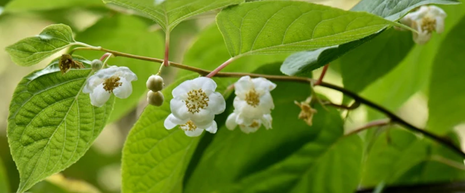 Nursery and Spring Catalog update 2020