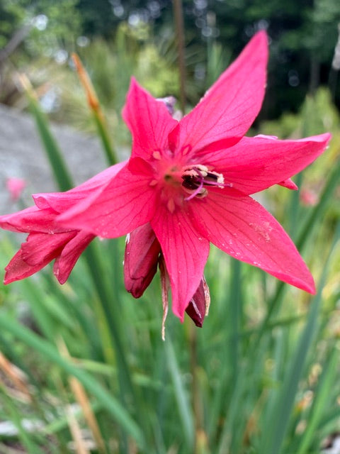 Dierama igneum (Angel's Fishing Rod)