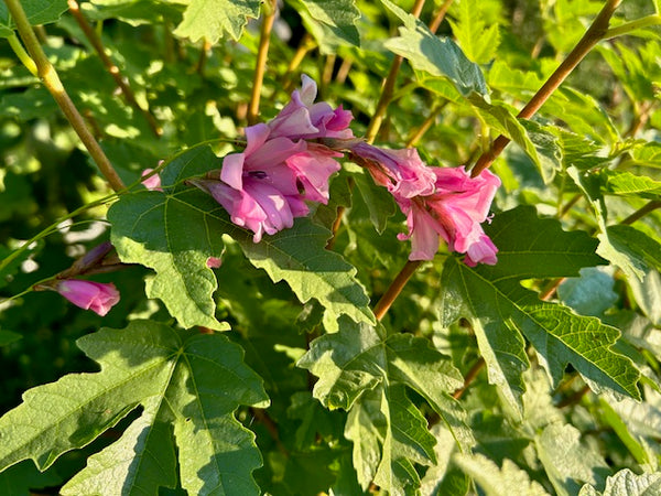 angels fishing pole plant Dierama pulcherrimum (Angel's Fishing Rod)