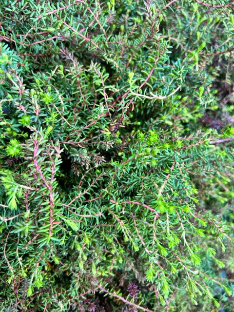 crowberry plant Empetrum nigrum (Crowberry)