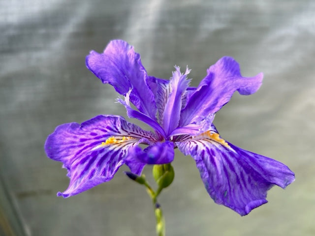 Iris ampliflora &#39;Ming Treasure (Ampliflora Iris)