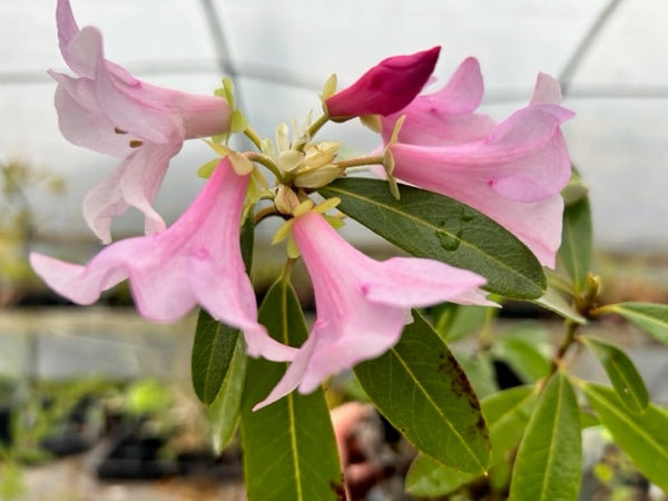Rhododendron glaucophyllum ssp. tubiforme ZHN17-048 (Species Rhododend