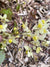 Epimedium x versicolor 'Neosulphureum (Fairy Wings)