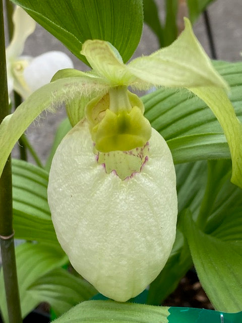 Cypripedium fasciolatum x Aki Pastel&#39;  (Hardy Orchid)