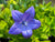 Platycodon grandiflorus 'Sentimental Blue'  (Dwarf Balloon Flower)