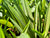 Ledebouria cooperi (Cooper's African Hyacinth)