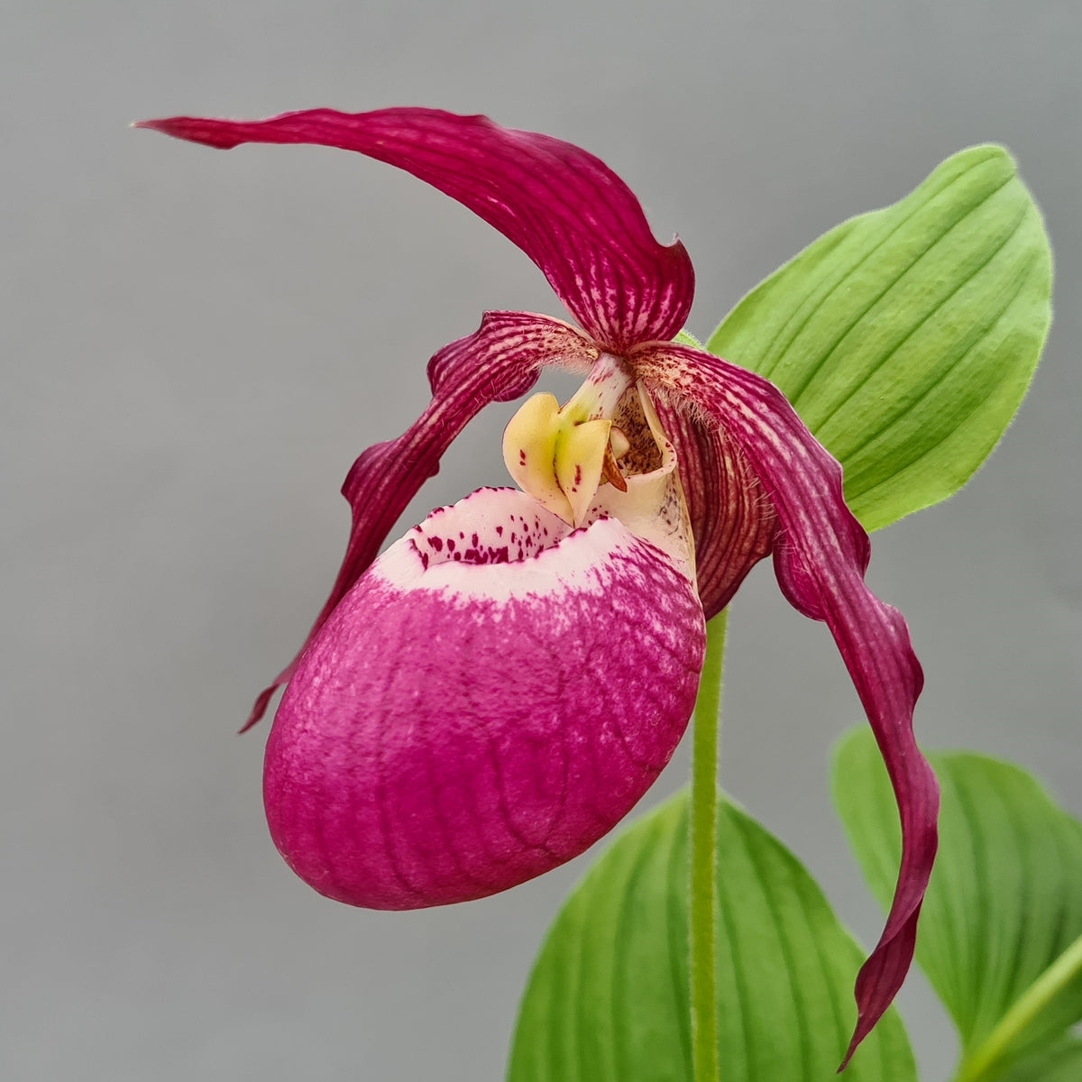 Cypripedium &#39;Phillipp&#39; Dark (Hardy Orchid)