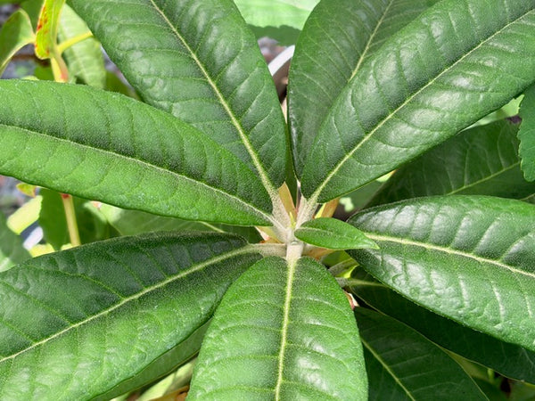 Rhododendron arboreum CC7403 (Species Rhododendron)