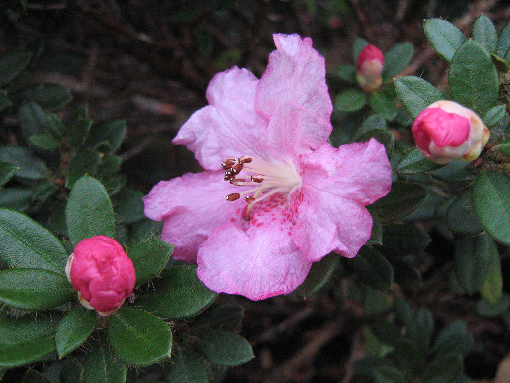 Rhododendron dendrocharis (Species Rhododendron)