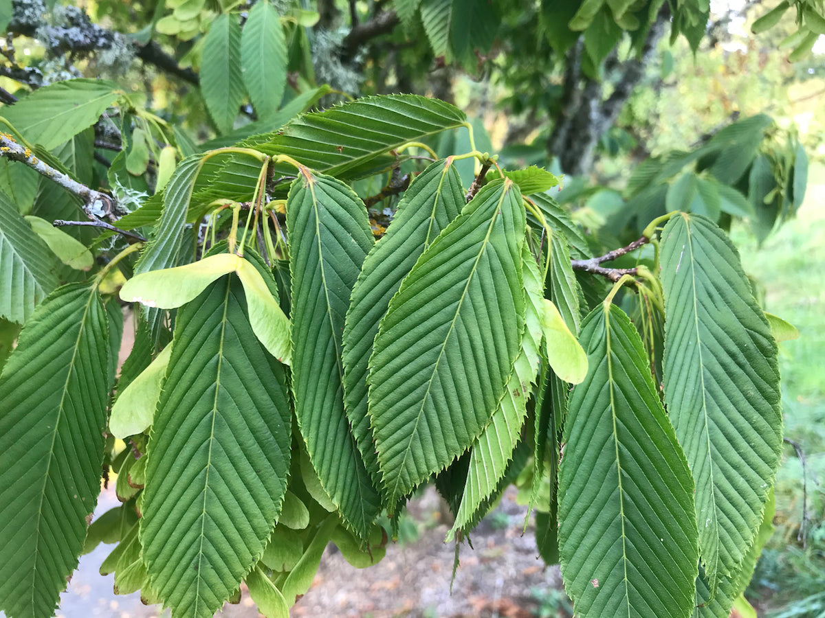 Acer carpinifolia &#39;Esveld&#39; (Dwarf Japanese Hornbeam)