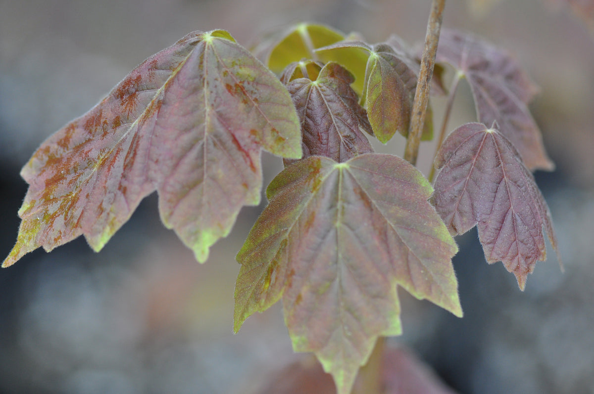 Acer diabolicum f. purpurascens (Devil&#39;s Maple)