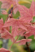 Acer macrophyllum 'Mocha Rose' (Mocha Rose Big Leaf Maple)