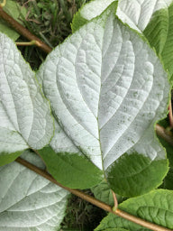 Actinidia polygama Male (Silver Vine)