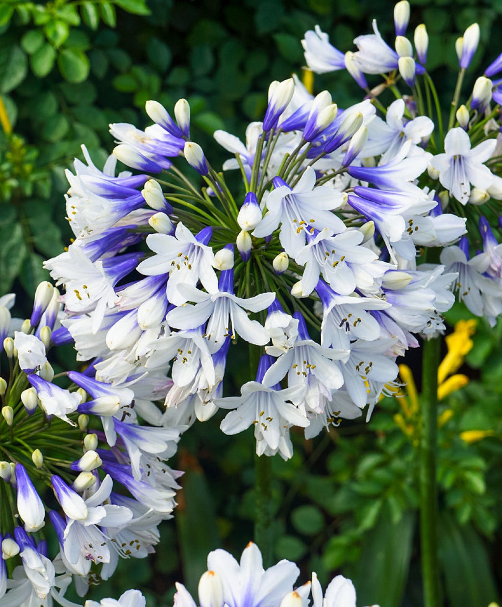 Agapanthus &#39;Twister&#39; (Bicolored Lily of the Nile)
