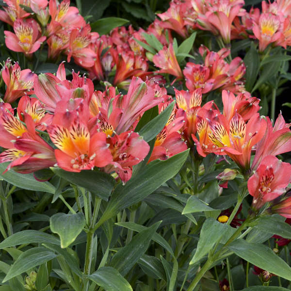 Alstroemeria Inca Joli 'Koncajoli' PP22267 (Peruvian Lily
