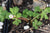 Anemone flaccida 'Suzuka Hime'  (Anemone)