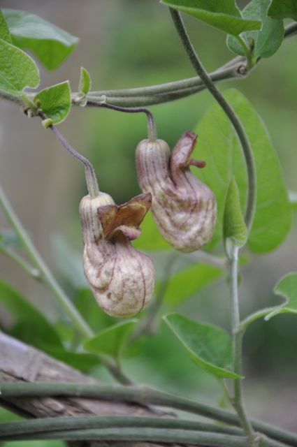 Aristolochia californica  (California Pipevine)