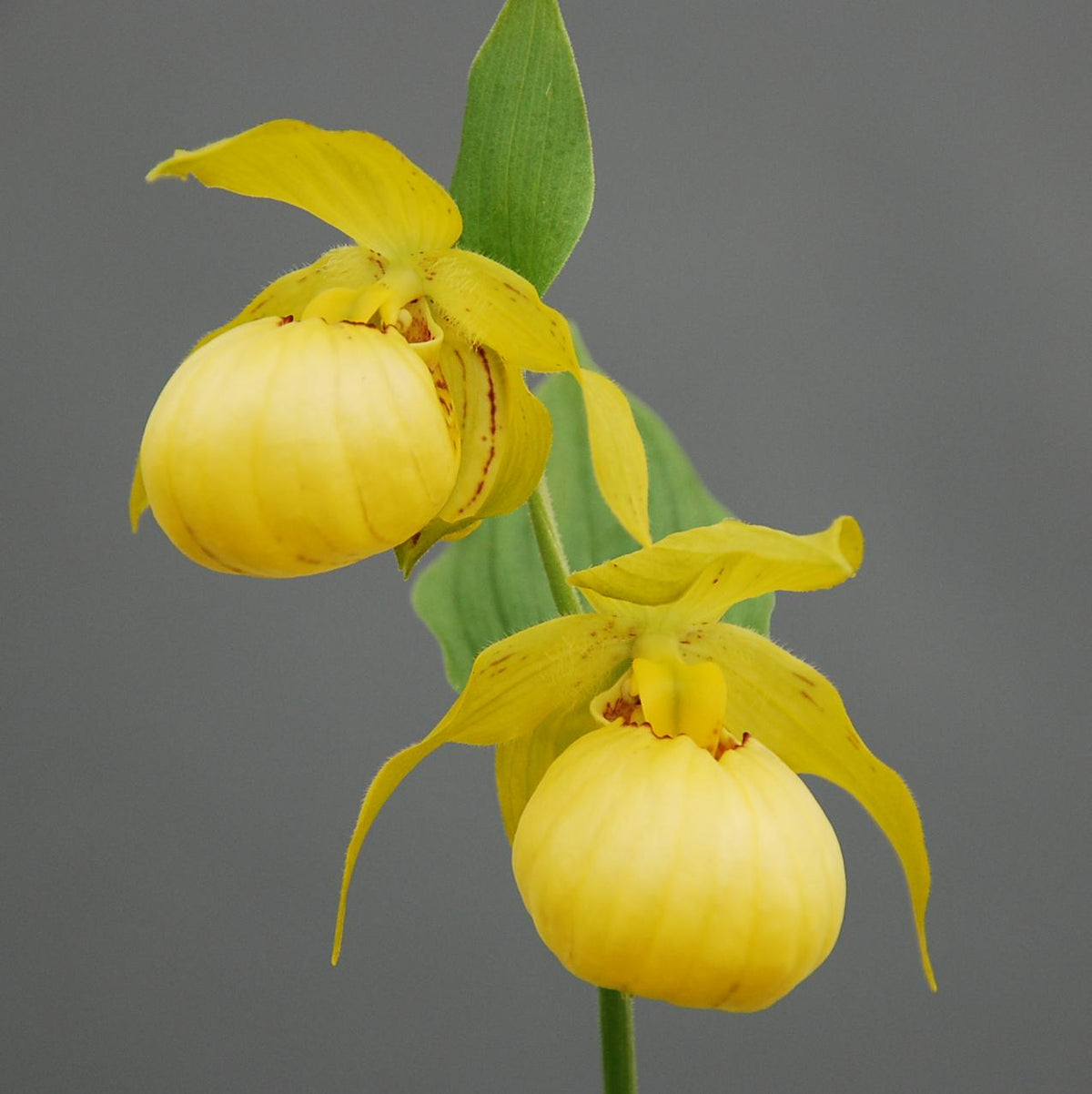 Cypripedium &#39;Barry Phillips&#39; (Hardy Orchid)