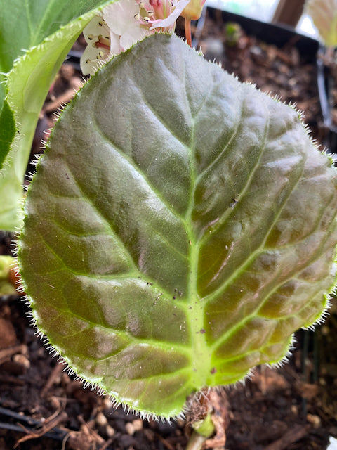 Bergenia ciliata  (Himalayan Berginia)