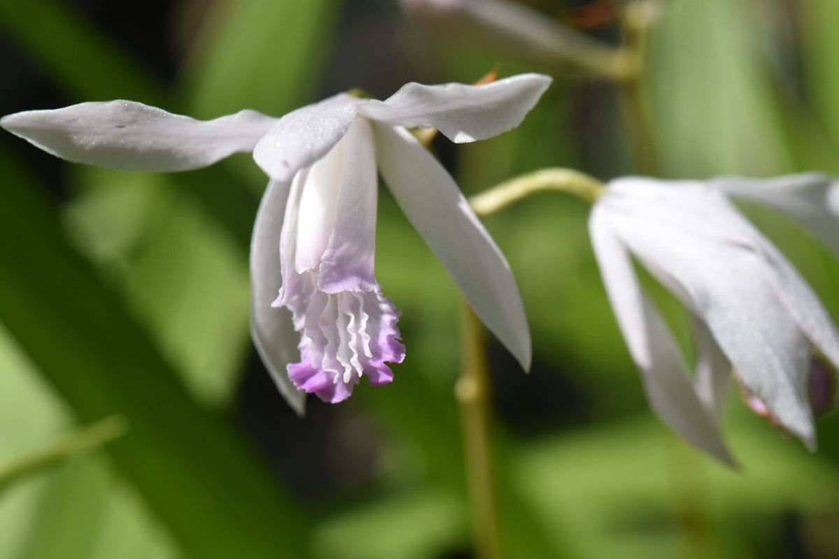 Bletilla striata &#39;Kuchibeni&#39; (Chinese Ground Orchid)