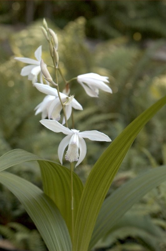 Bletilla striata 'Junpaku' (White Chinese Ground Orchid)