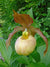 Cypripedium 'Blondi' (Hardy Orchid)