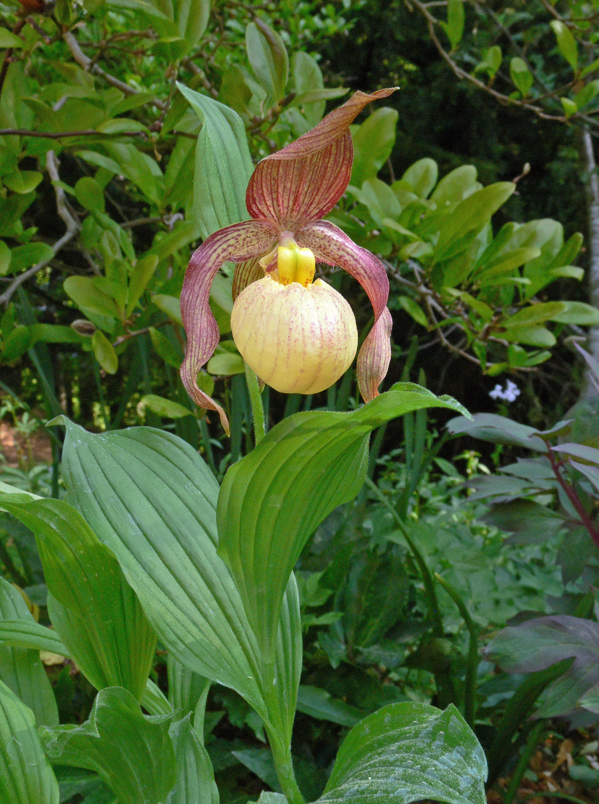 Cypripedium &#39;Blondi&#39; (Hardy Orchid)