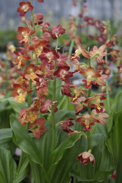 Calanthe hybrid ‘Kojima Red’   (Kojima Red Hardy Ground Orchid)