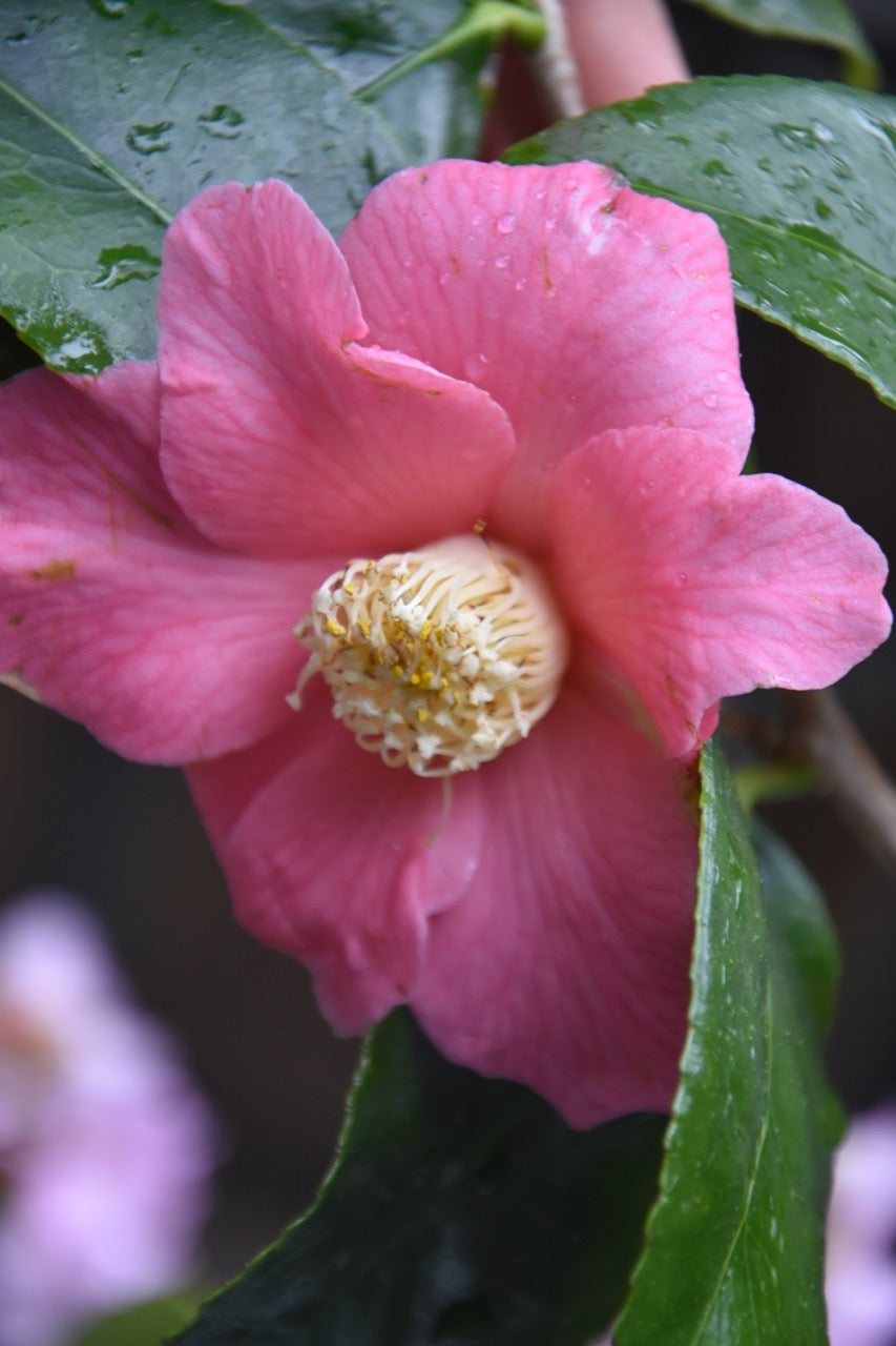 Camellia quercifolia 'Pink Mermaid' COPF (species Camellia)