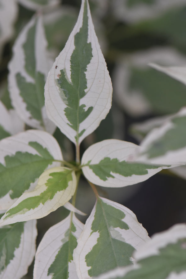 Cornus alternifolia 'Argentia' (Variegated Pagoda Dogwood)