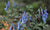 Corydalis curvifolora var. rosthornii 'Blue heron' (Blue Heron Fumewort)