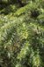 Cunninghamia lanceolata (China Fir)
