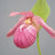 Cypripedium 'Bernd' (Hardy Lady Slipper Orchid)