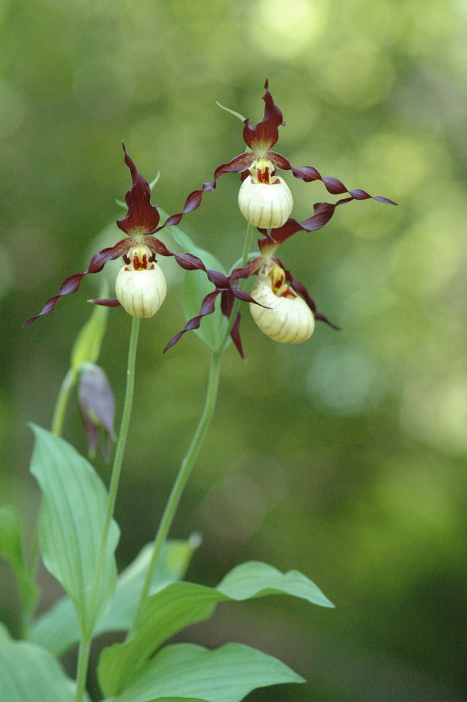 Cypripedium 'Hank Small'  (Lady's Slipper Orchid)