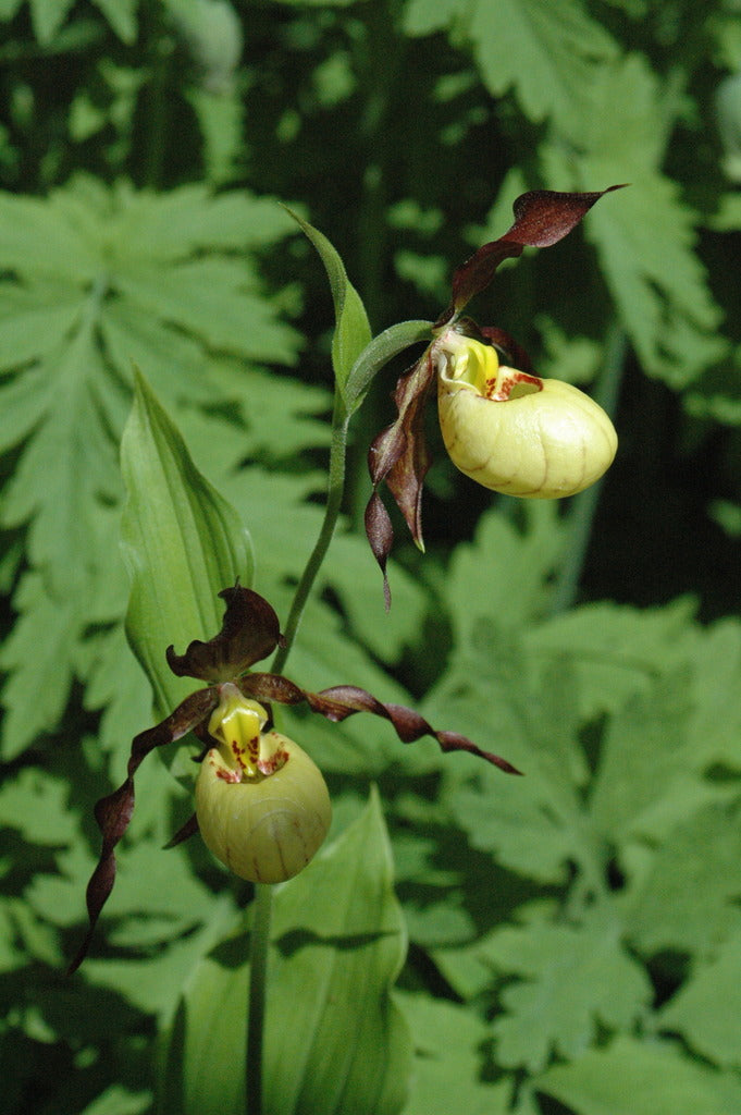 Cypripedium &#39;Emil&#39; (Lady&#39;s Slipper Orchid)
