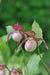 Cypripedium 'Gisela' (Lady's Slipper Orchid)