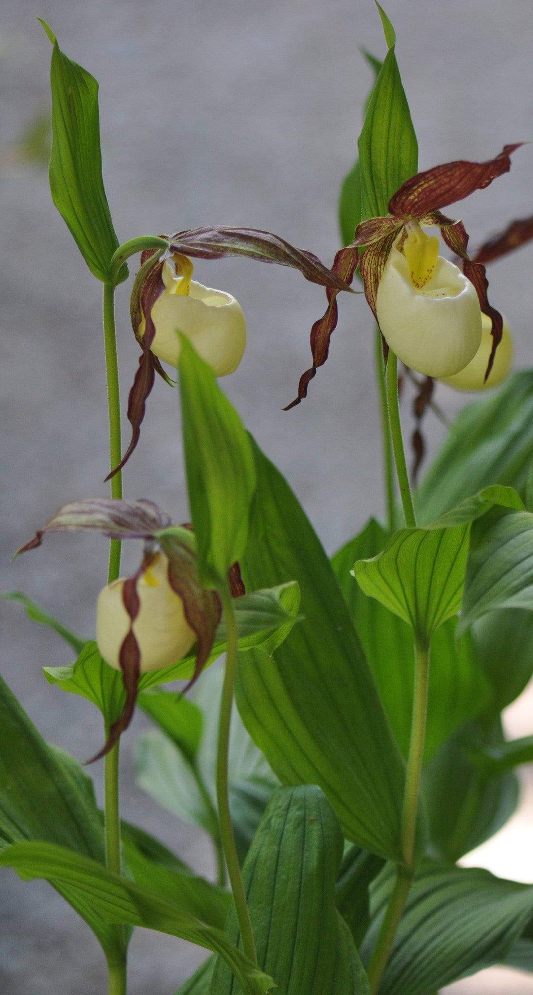 Cypripedium kentuckiense (Lady&#39;s Slipper Orchid)