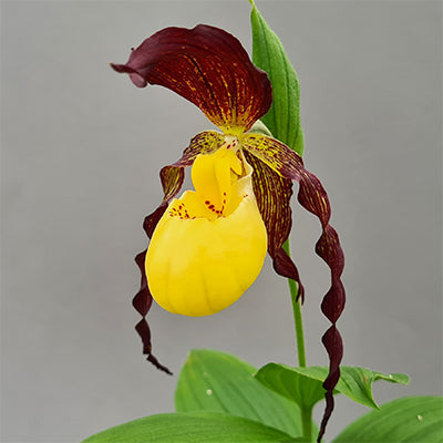 Cypripedium planipetalum x kentuckiense&#39;  (Hardy Orchid)