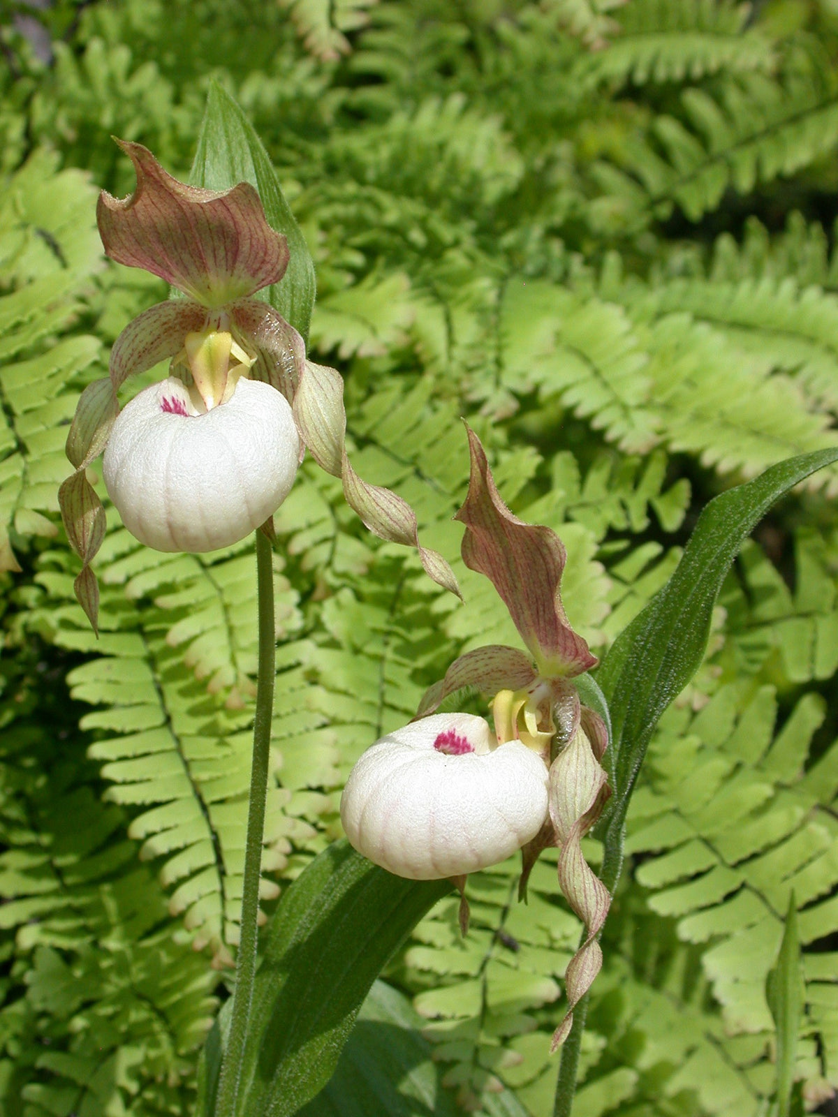 Cypripedium &#39;Gisela Pastel&#39; Clone (Lady&#39;s Slipper Orchid)