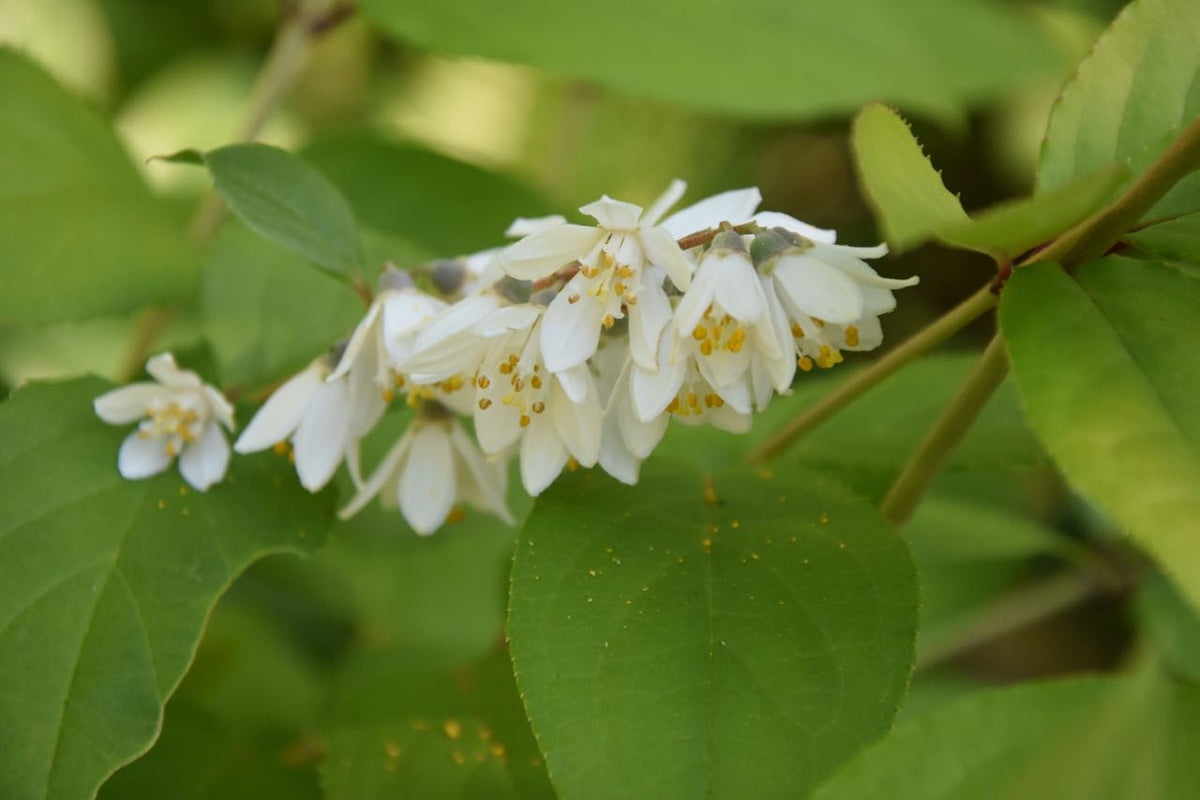 Deutzia glauca (Snow Flower)