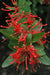 Embothrium coccinium (Chilean Firebush)