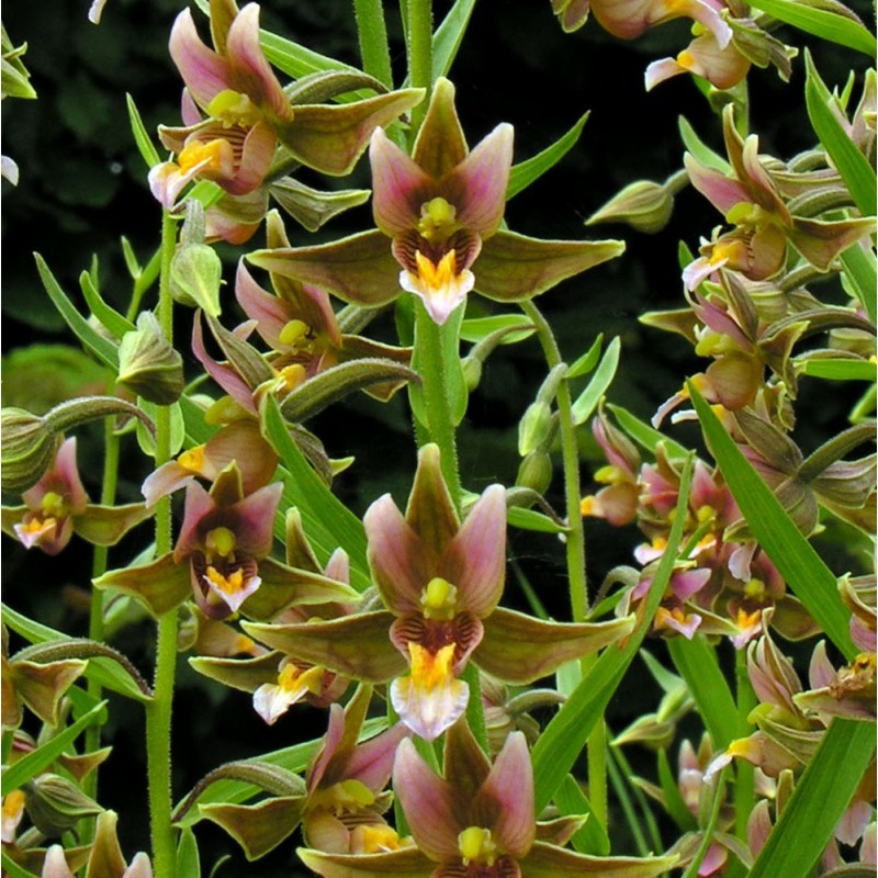 Epipactis 'Sabine' (Stream Orchid)