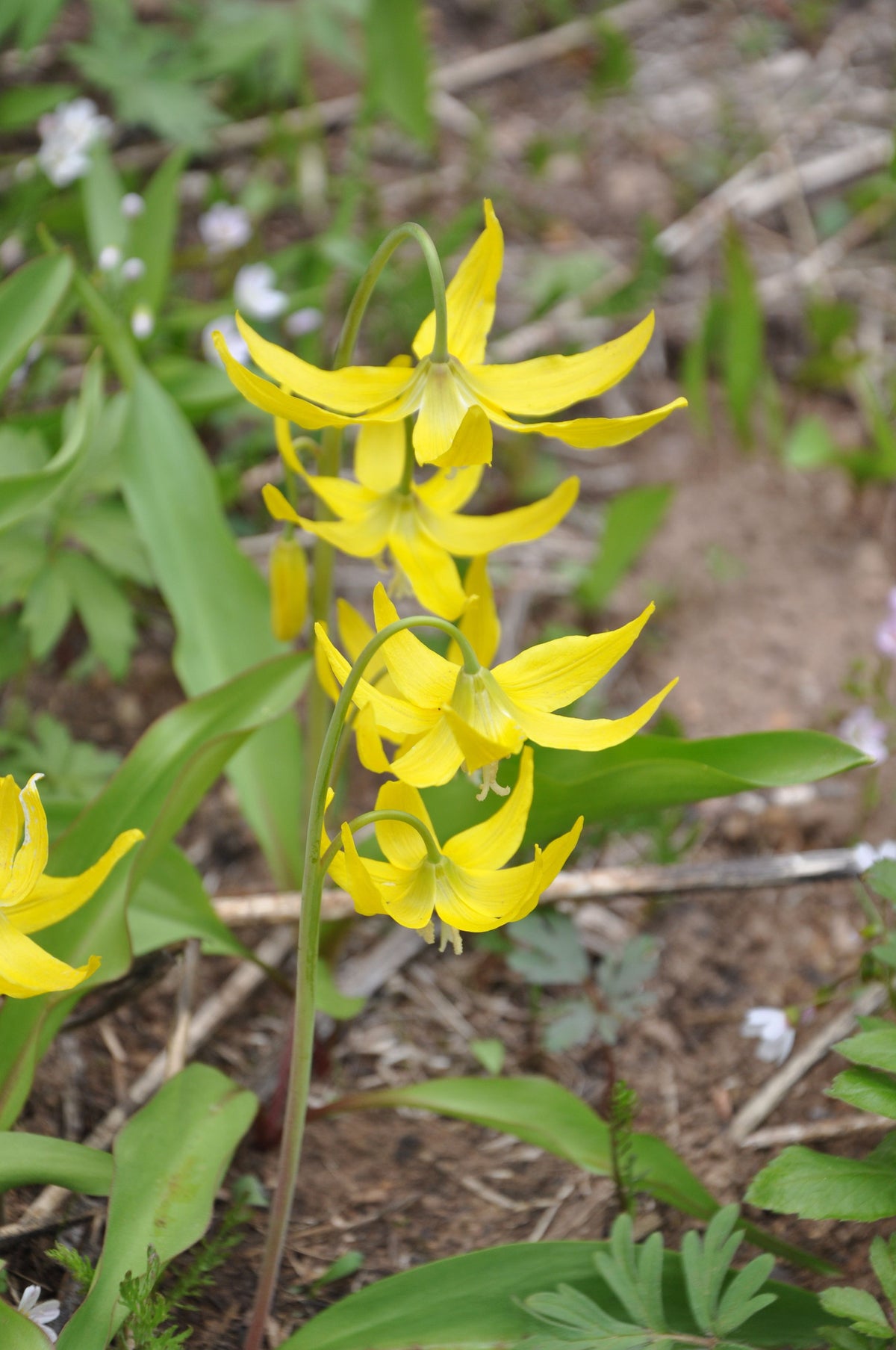 Erythronium grandiflorum (Glacier Lily)