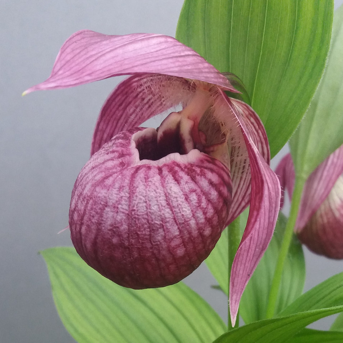 Cypripedium &#39;Eurasia&#39; (Lady&#39;s Slipper Orchid)
