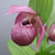 Cypripedium 'Eurasia' (Lady's Slipper Orchid)