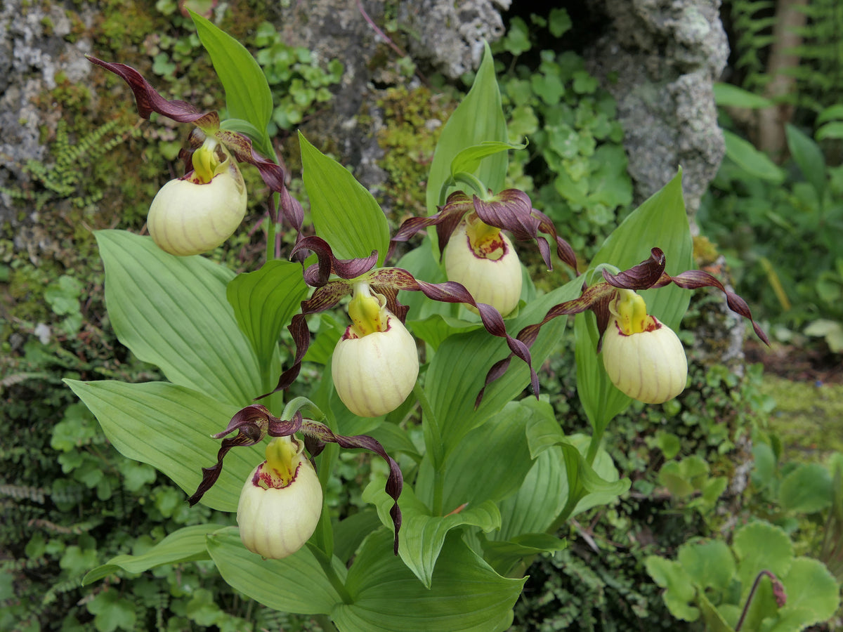 Cypripedium &#39;Frosch&#39;s Mother Earth&#39;  (Lady&#39;s Slipper Orchid)