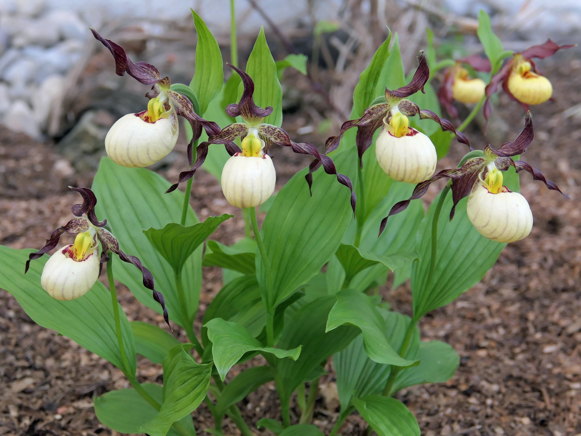 Cypripedium 'Frosch's Mother Earth'  (Lady's Slipper Orchid)