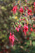 Fuchsia magellanica RCH 402   (Hardy Fuchsia)