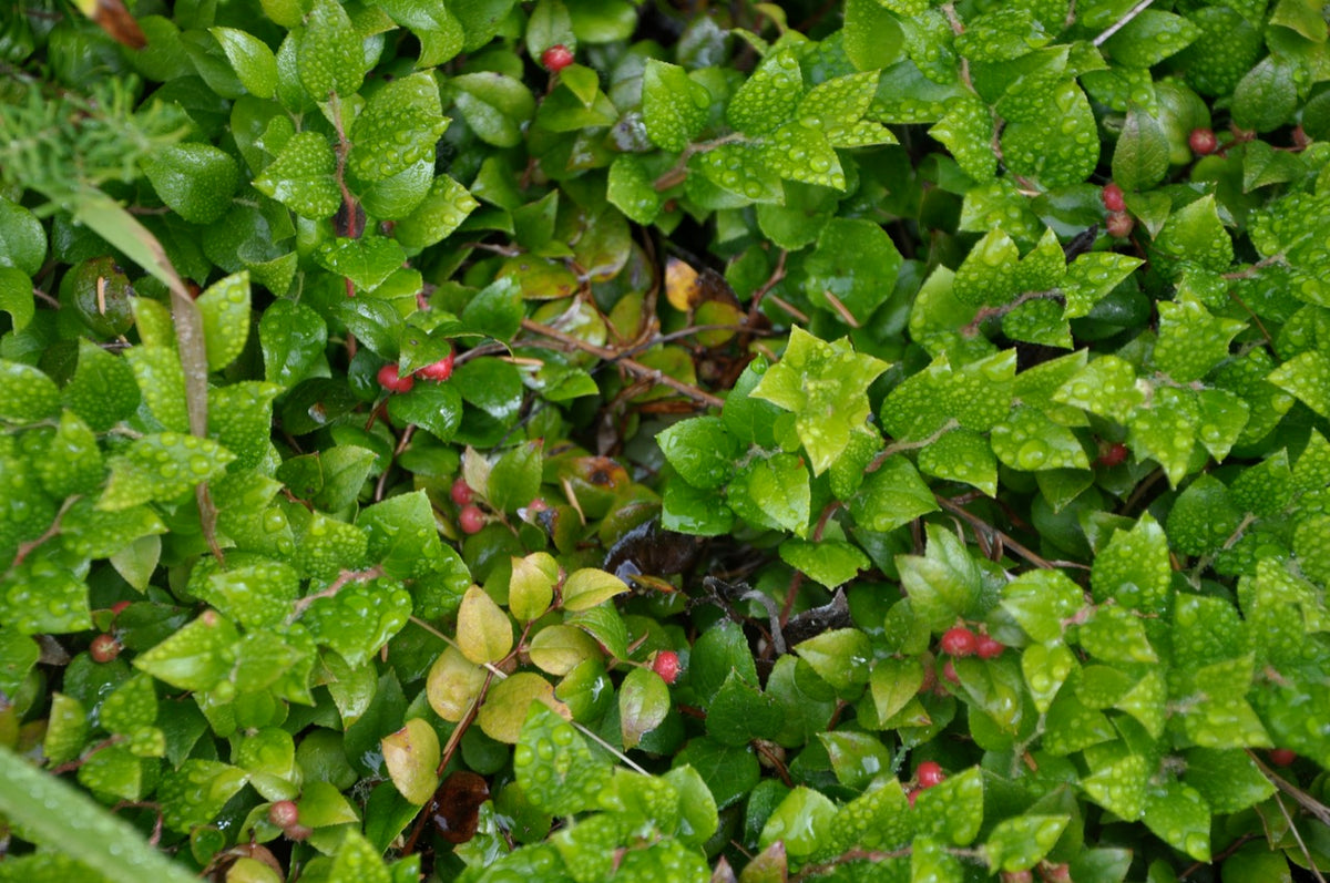 Gaultheria ovatifolia AH14-520  (Western Teaberry)