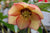 Helleborus 'Apricot Blush' (Lenten Rose)